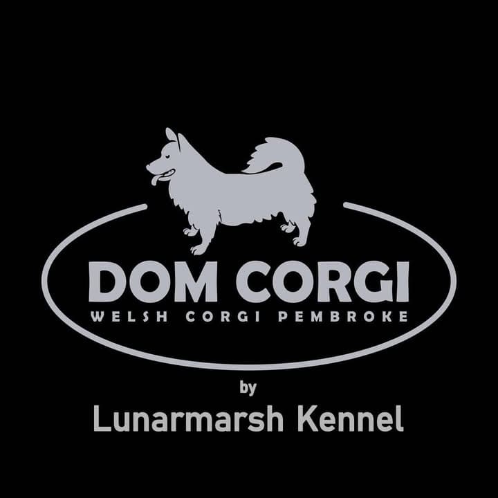 Logótipo de Dom Corgi