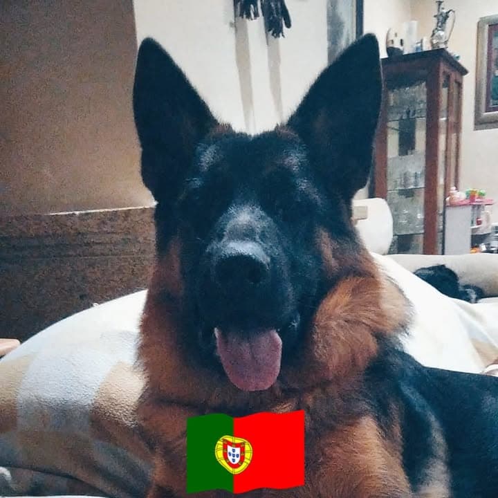 Logótipo de Bona Regis Canis Família