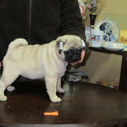 Pugs Villa de Marvão