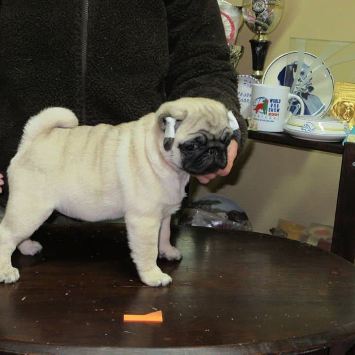 Pugs Villa de Marvão logo