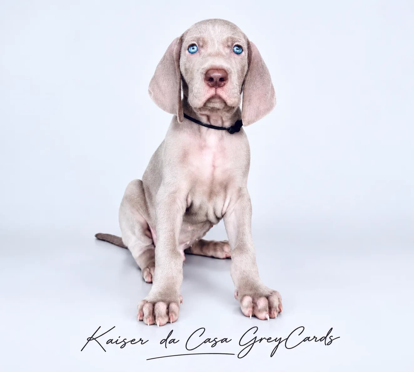 Fotografia de Kaiser da Casa GreyCards 
