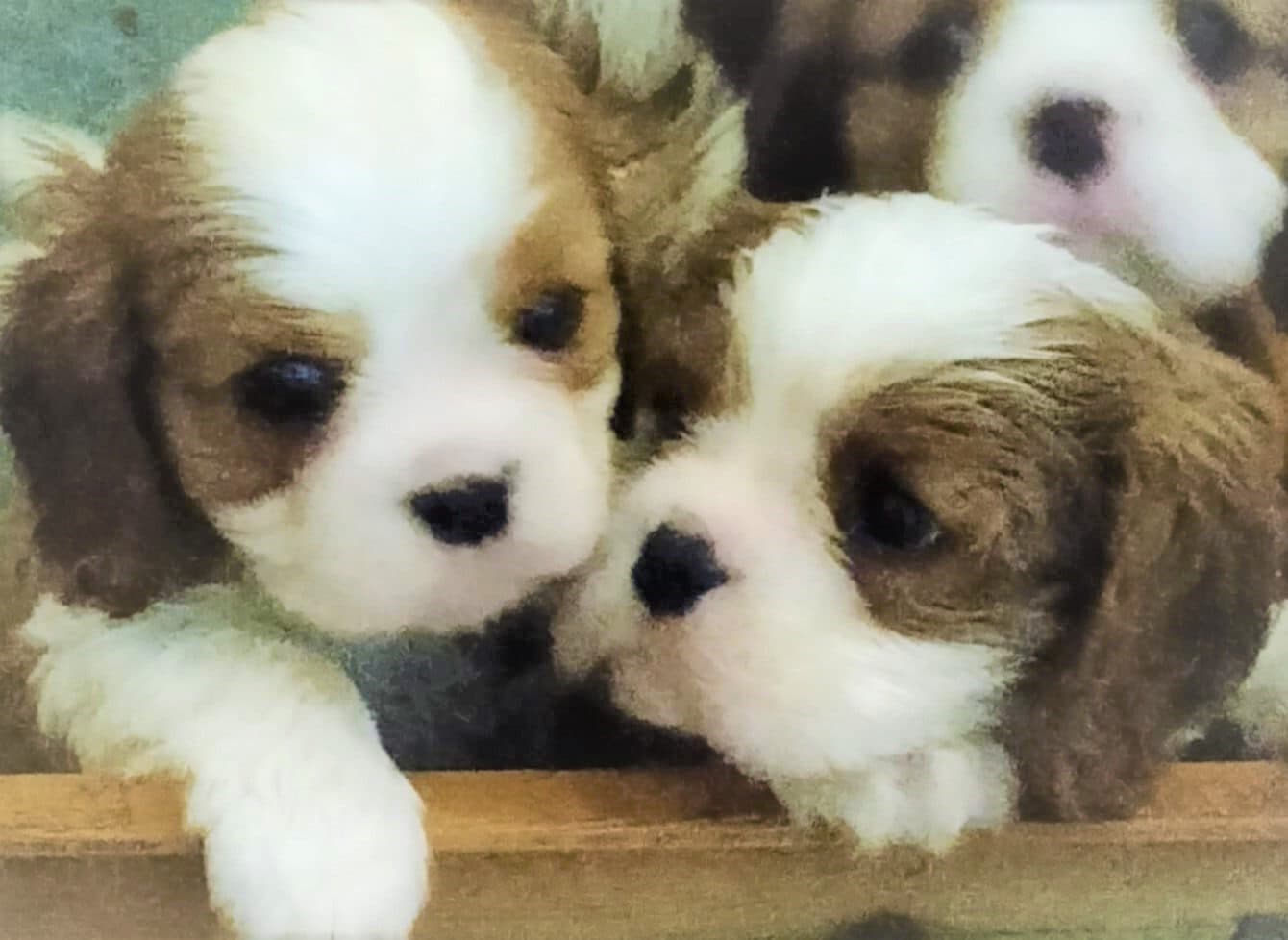 Logótipo de Cavalier King Agualva
