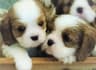 Cavalier King Agualva avatar