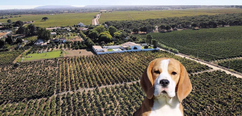 Beagles Casal da Vinha