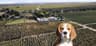 Beagles Casal da Vinha avatar