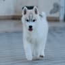 Balistaryus Siberians avatar