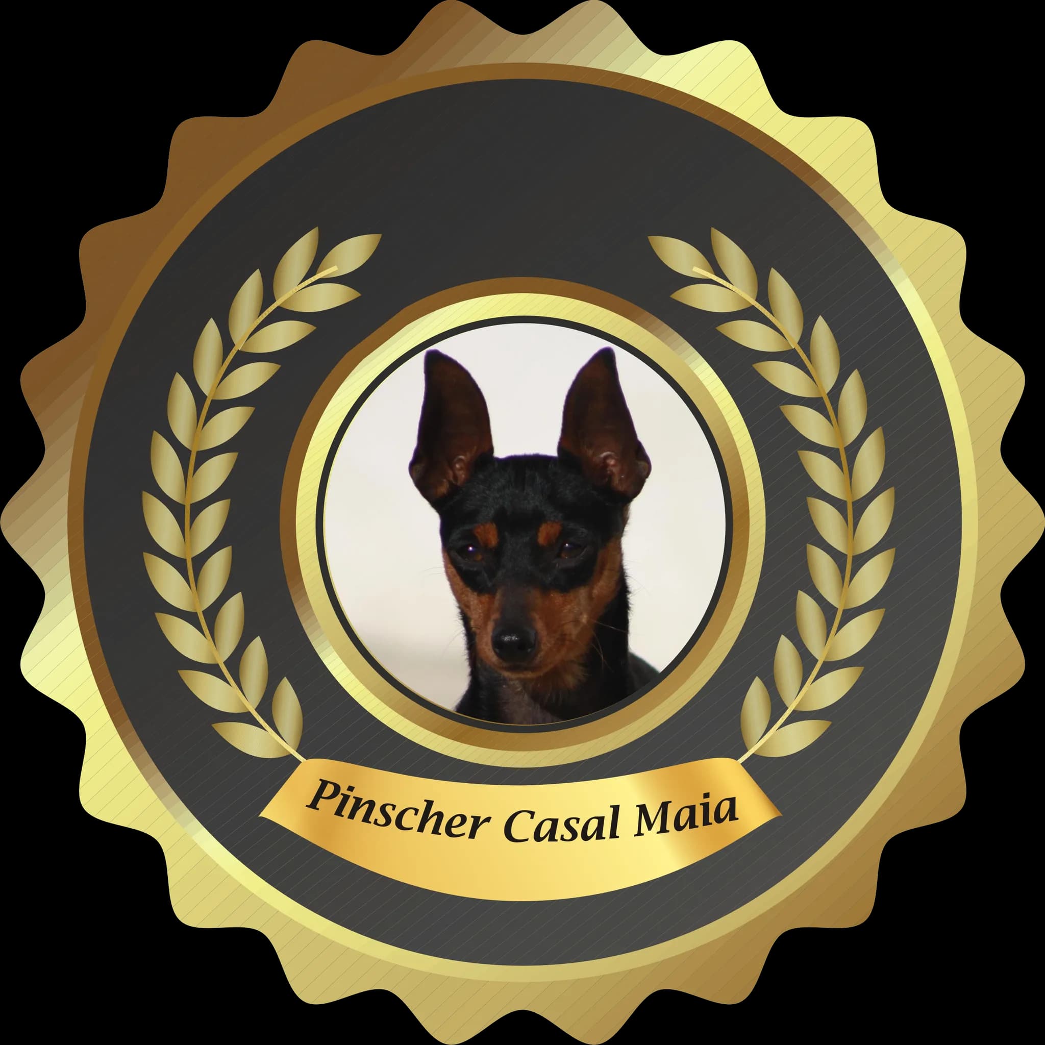 Fotografia de Pinscher Casal Maia