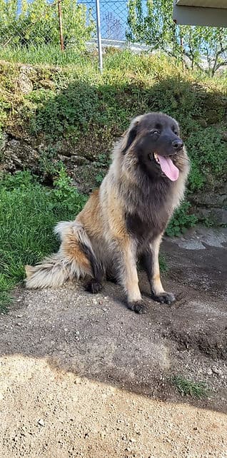 Canil Cântaro Gordo