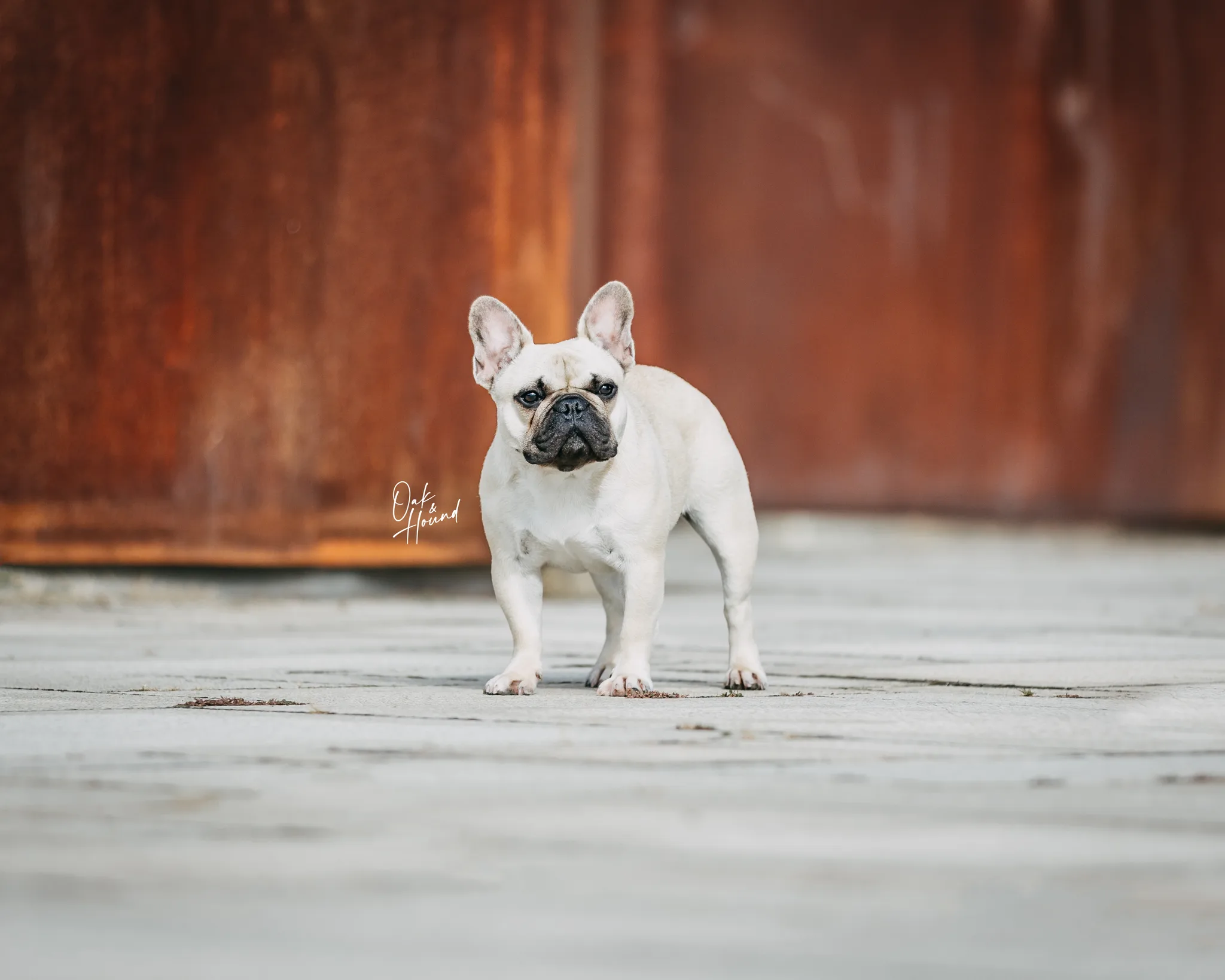 Fotografia de Reis da Fonte Kennel