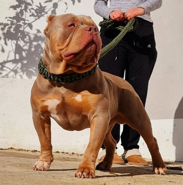 Logótipo de American Bully Portugal (BullChateau)