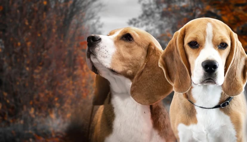 Ager Nova Kennel