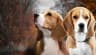 Ager Nova Kennel avatar