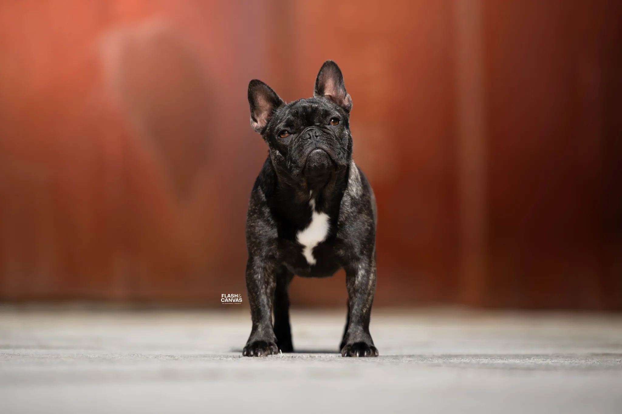 Fotografia de Reis da Fonte Kennel