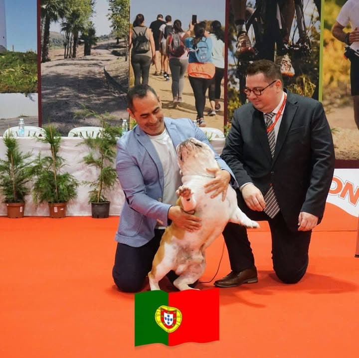 Logótipo de Angelbulls
