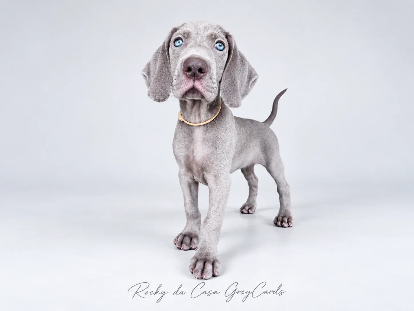 Fotografia de Rocky da Casa GreyCards 