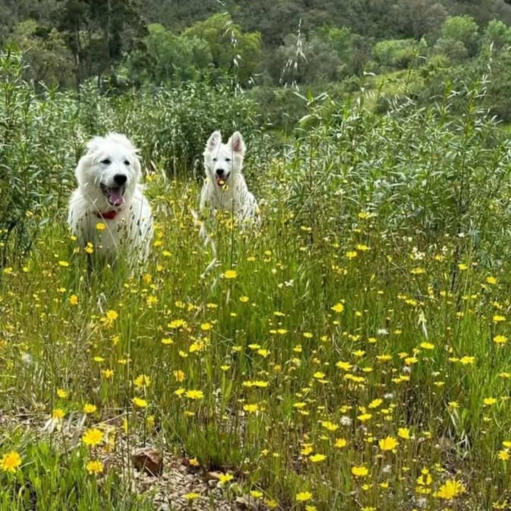 Logótipo de Canil do Canto do Lobo