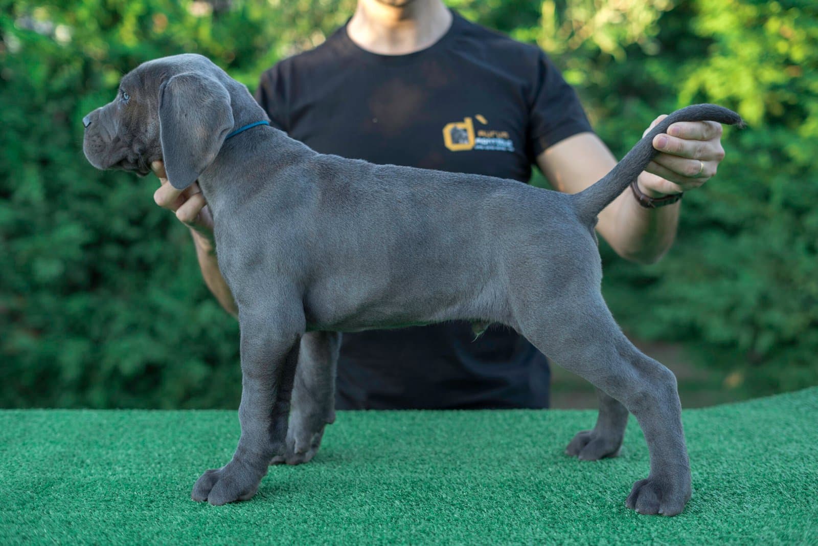 D'Aurum Montibus Kennel logo
