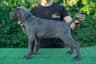 D'Aurum Montibus Kennel avatar