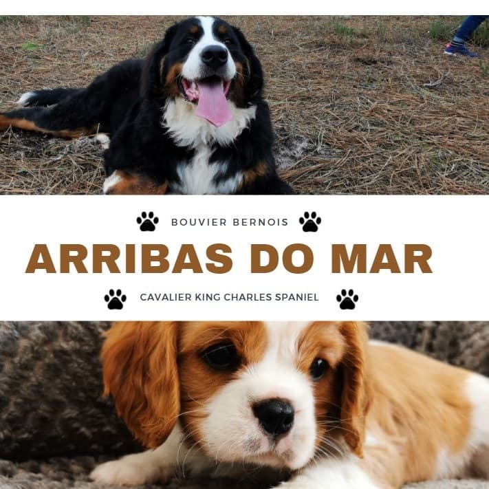 Logótipo de Arribas do Mar