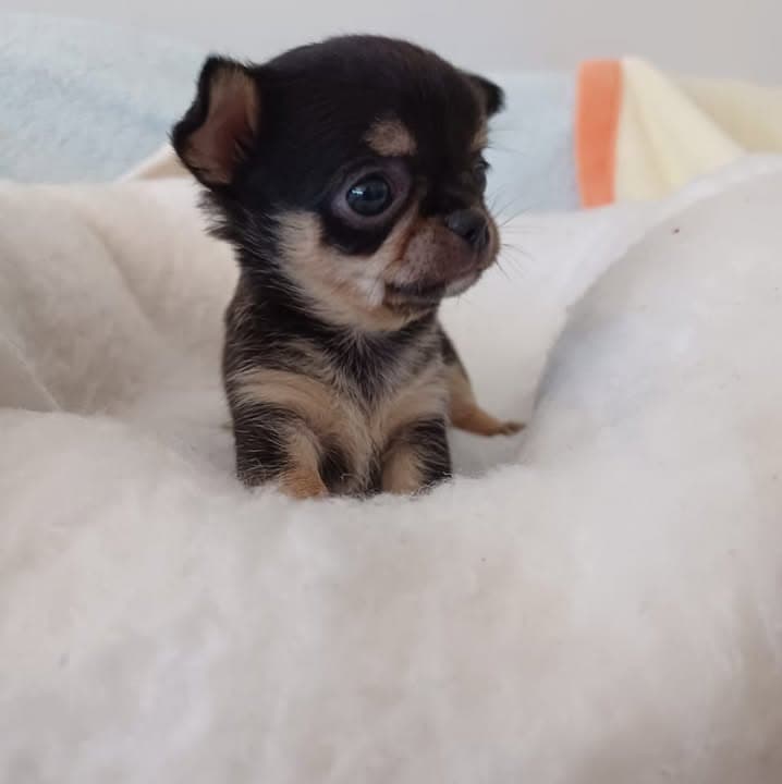 Logótipo de Chihuahuas Vale Paraíso