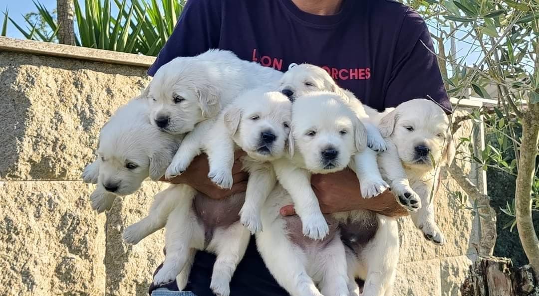Logótipo de Petgoal
