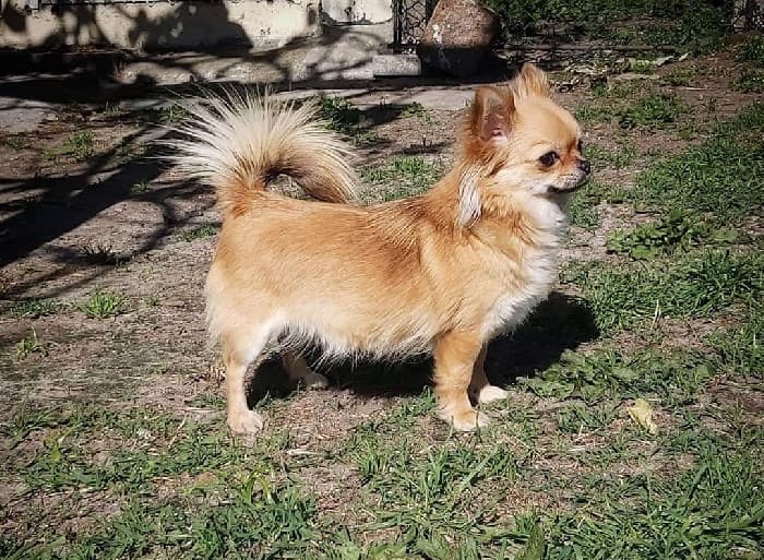 Logótipo de Pedra do Corgo Kennel