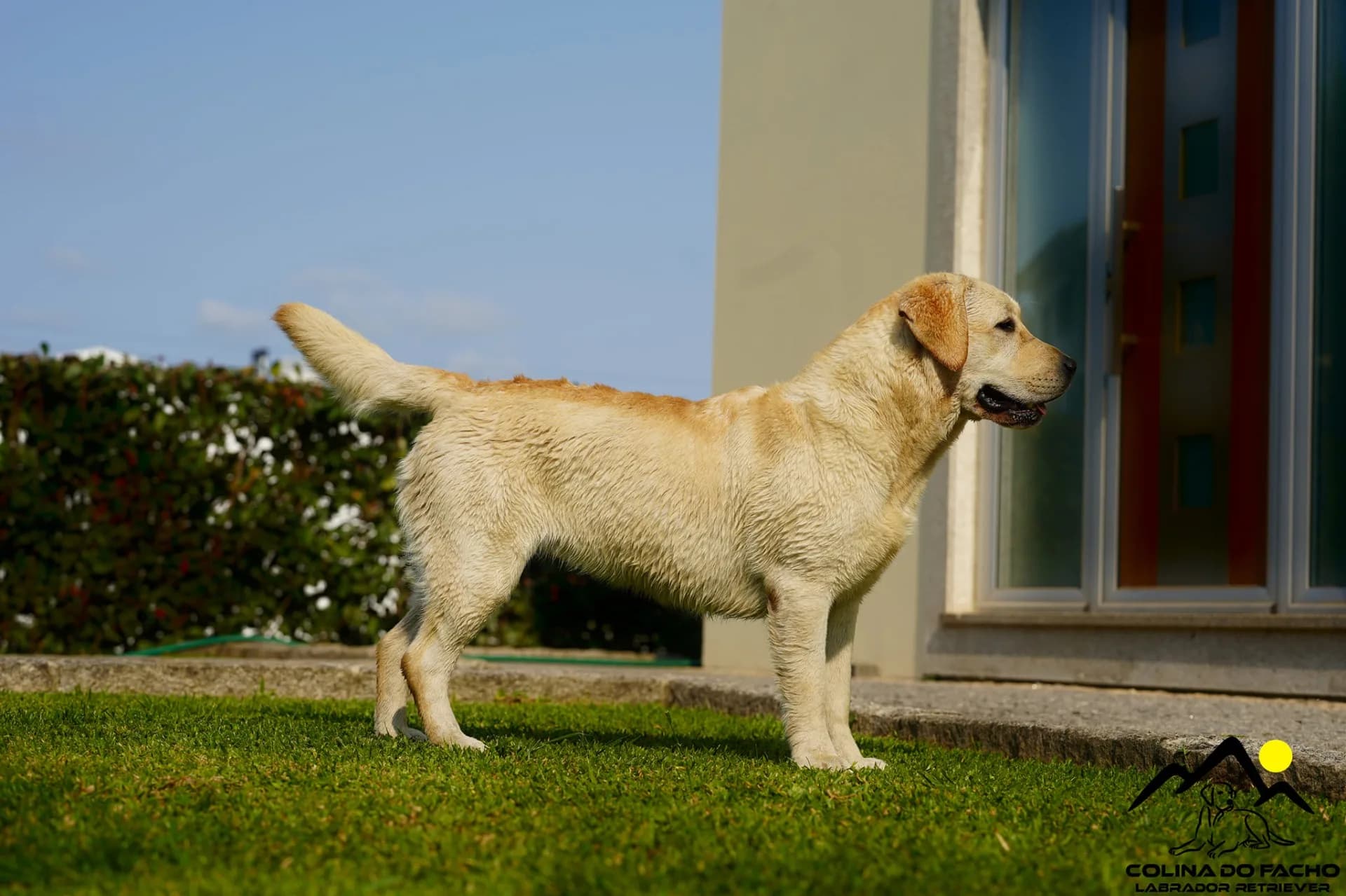 Fotografia de Colina do Facho Labradores