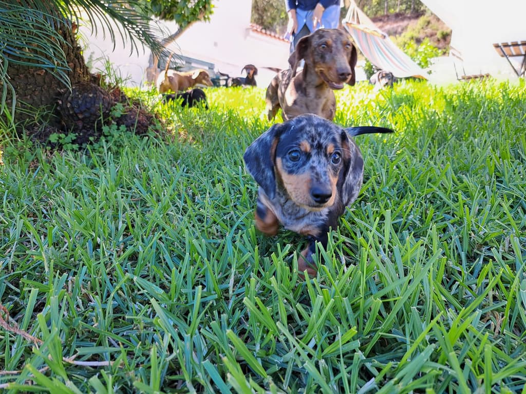 Teckel do Oeste logo