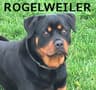 Casa Rogelweiler avatar