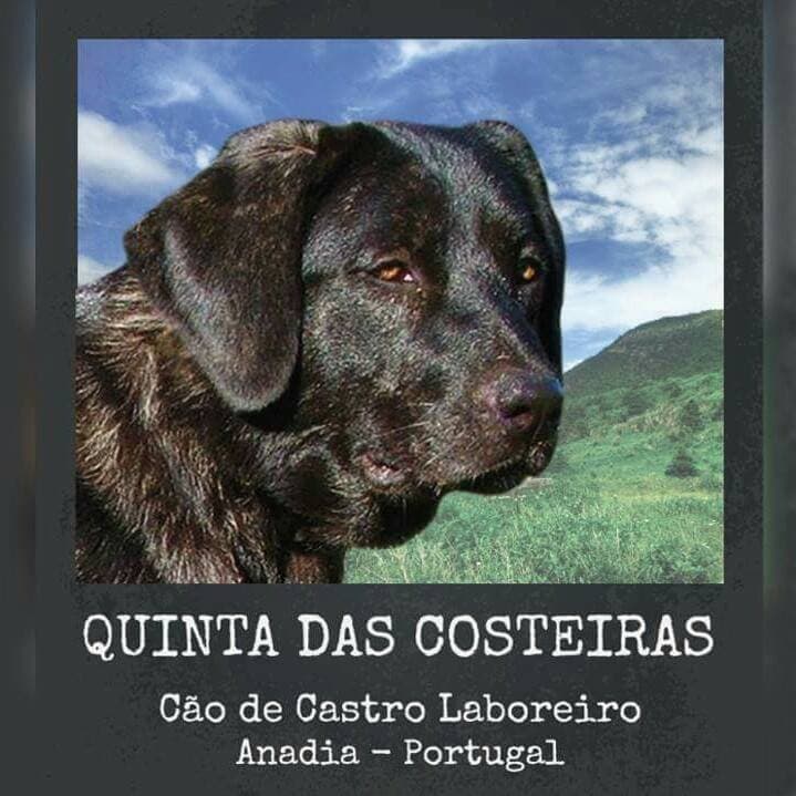 Logótipo de Quinta das Costeiras