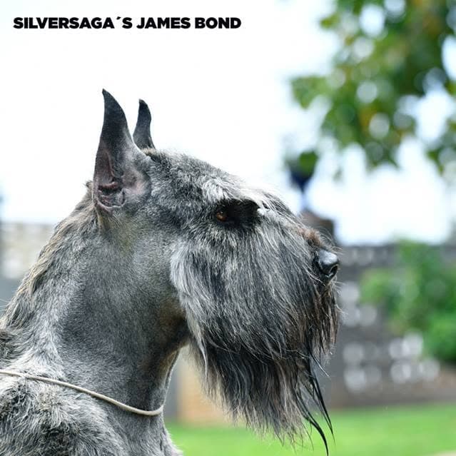 Logótipo de Silversaga's Kennel