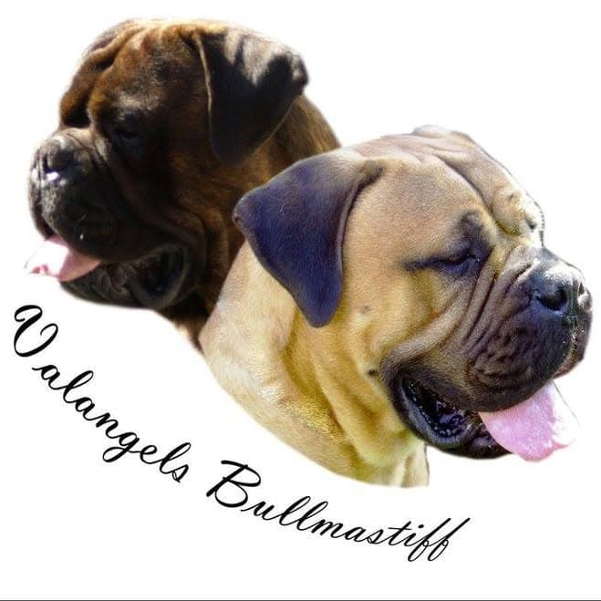 Logótipo de Valangels Bullmastiff
