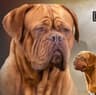 D'DumaDogue avatar