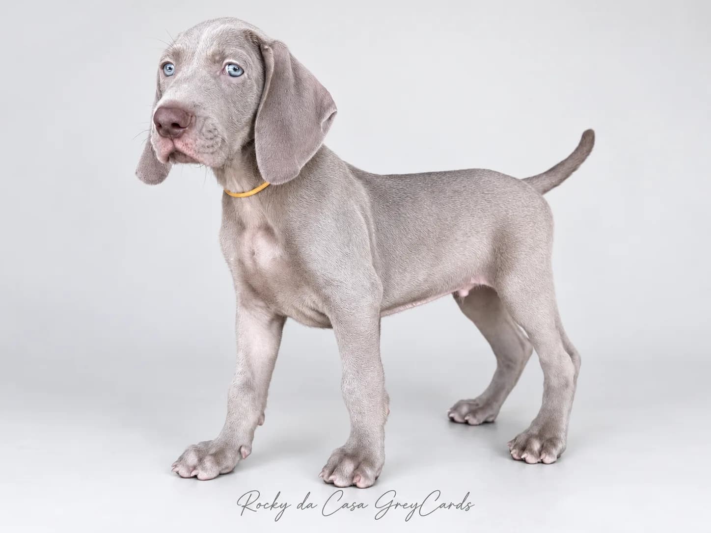 Fotografia de Rocky da Casa GreyCards 