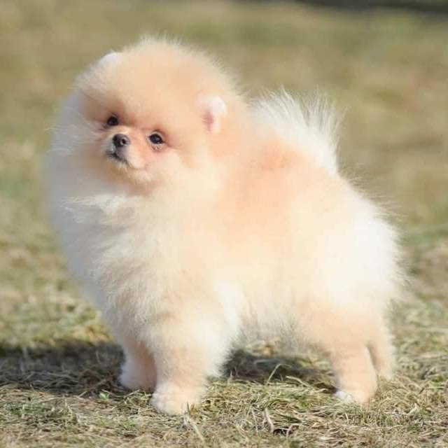 Logótipo de Legendary Poms