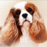 Cavaliers Edel Plass avatar