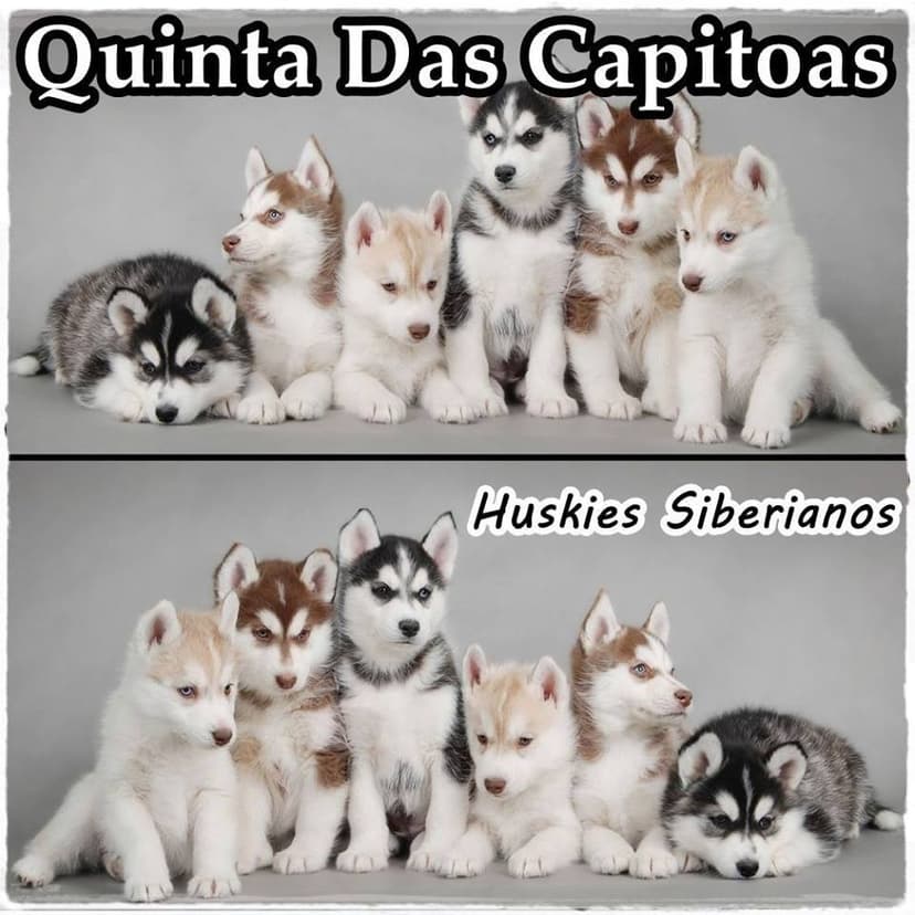Quinta das Capitoas