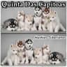 Quinta das Capitoas avatar