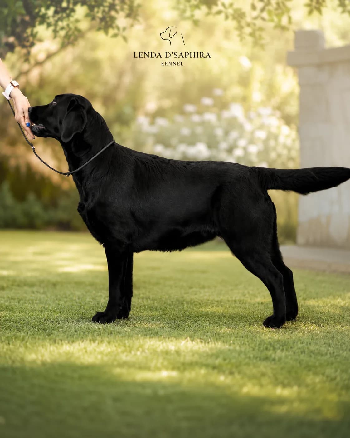 Fotografia de LENDA D’SAPHIRA KENNEL