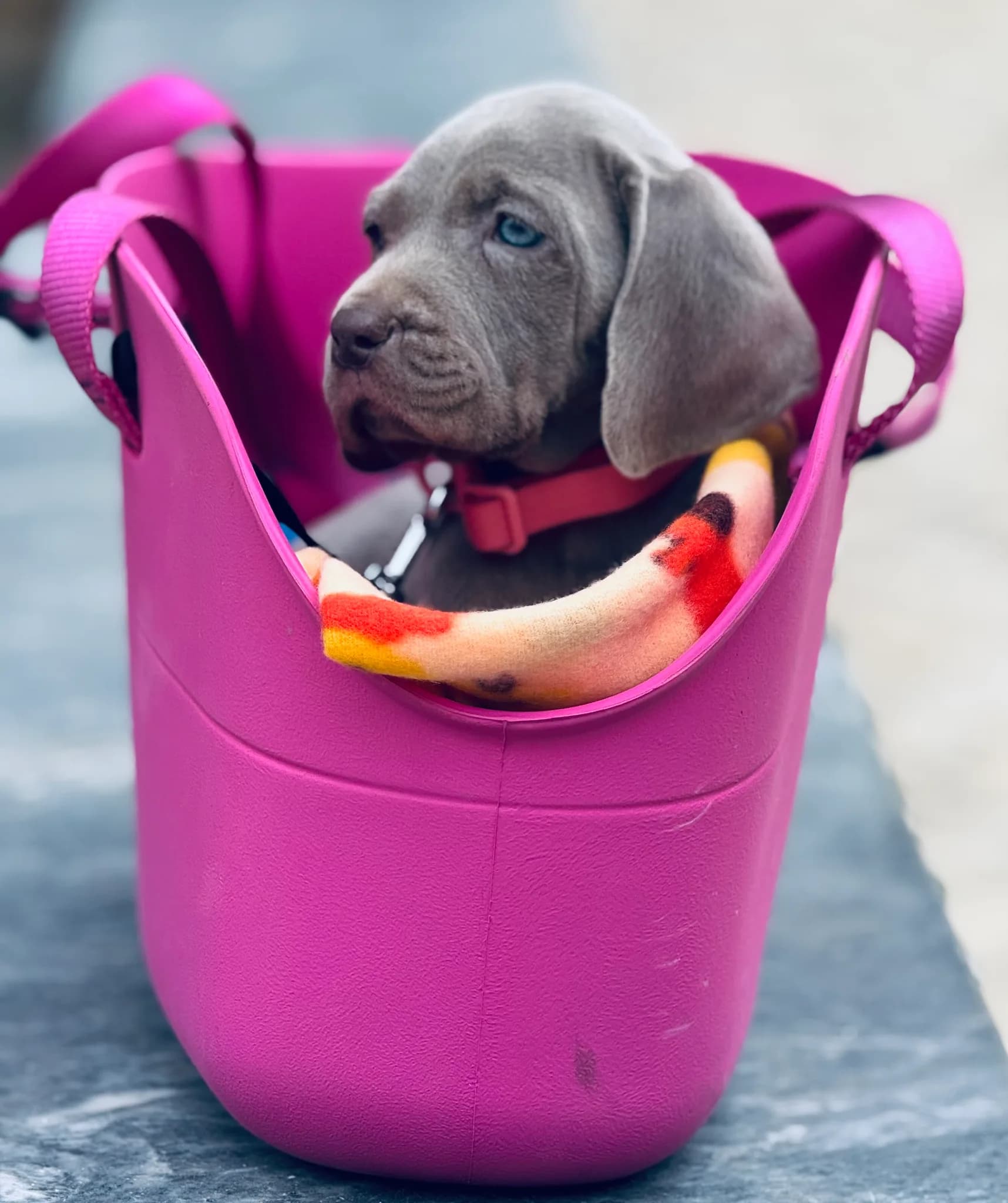 Fotografia de Casa GreyCards - Weimaraners kennel