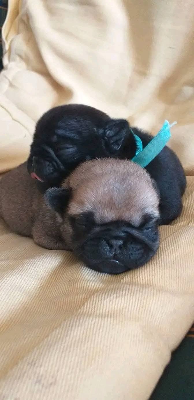 Logótipo de Pug Carlin Portugal Norte