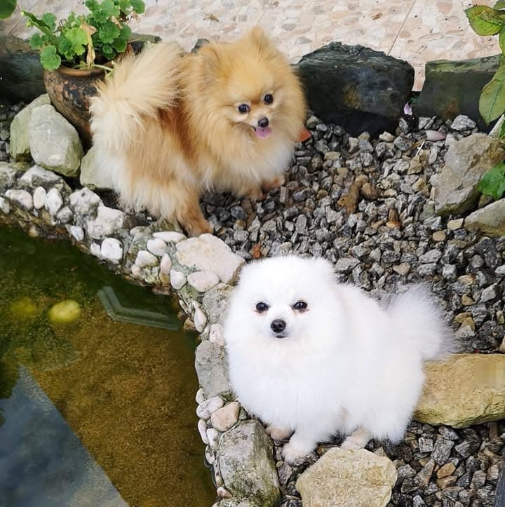 Logótipo de Miminhos da Pomerânia