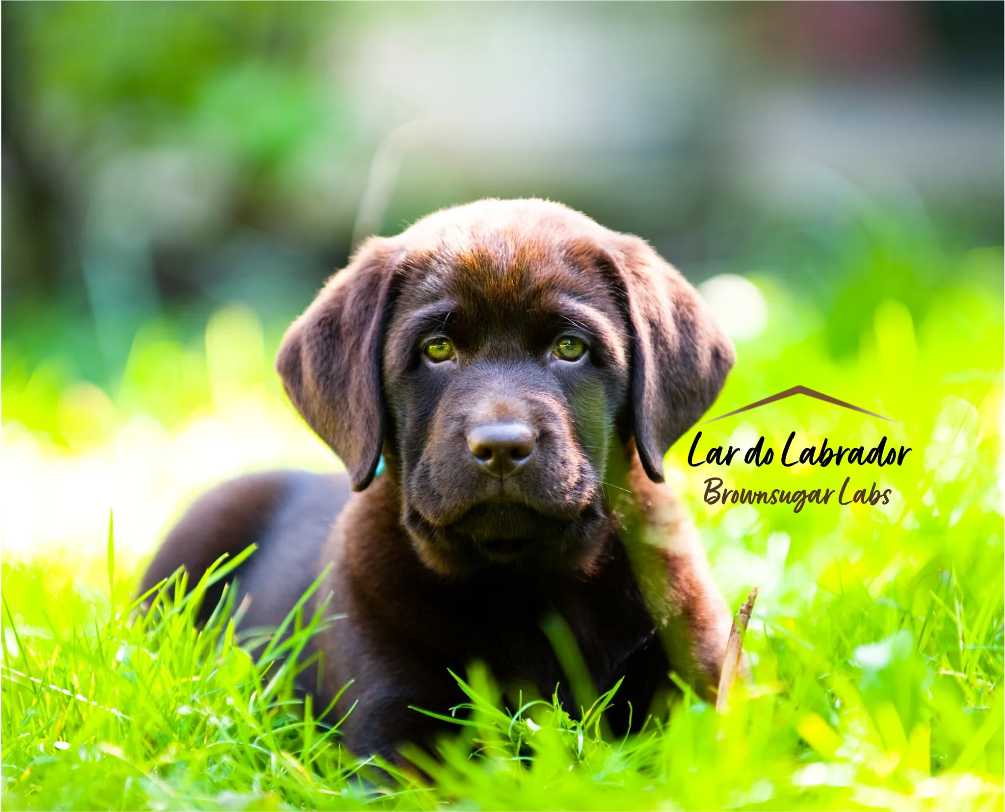Fotografia de Lar do Labrador