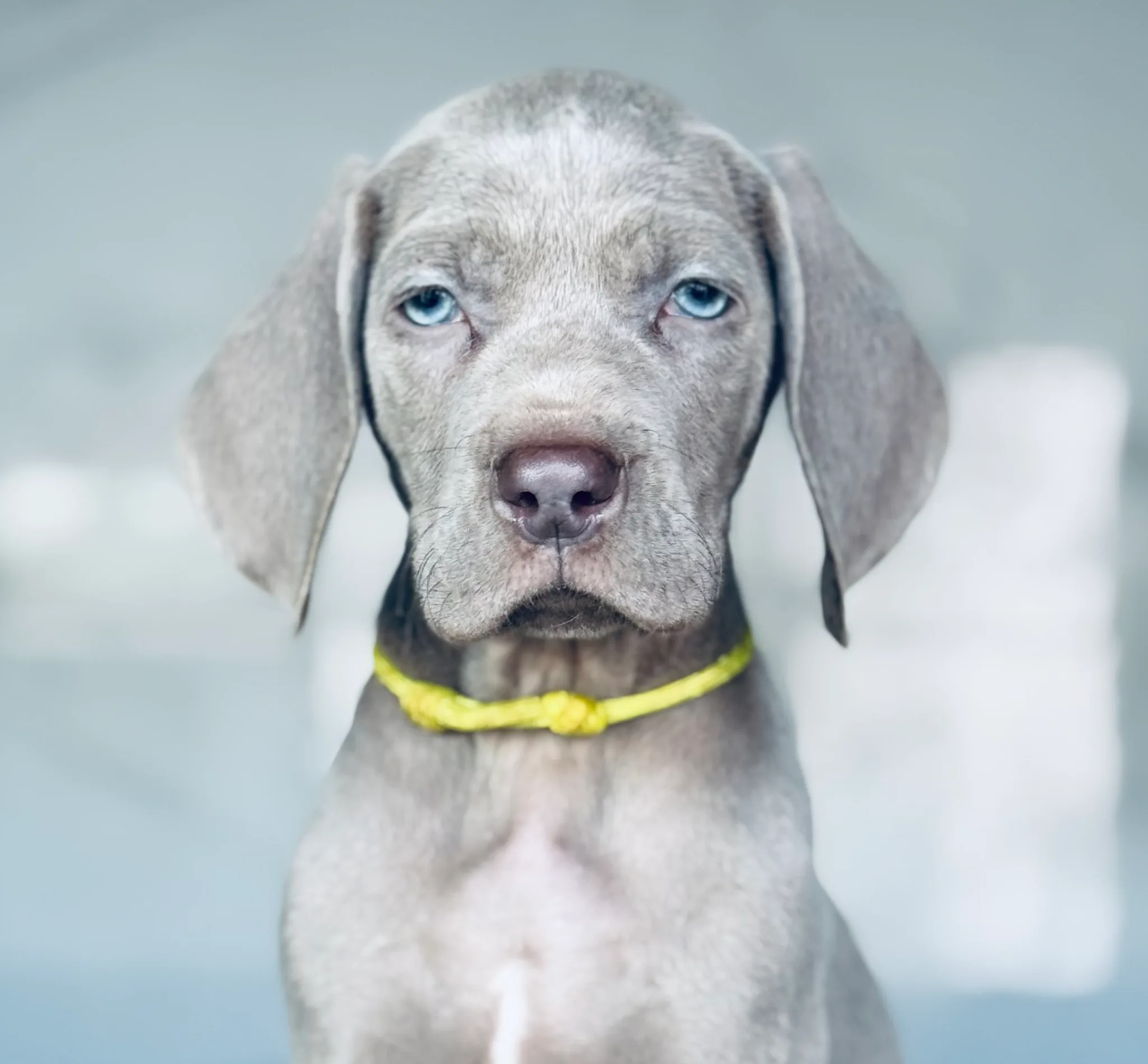 Fotografia de Casa GreyCards - Weimaraners kennel