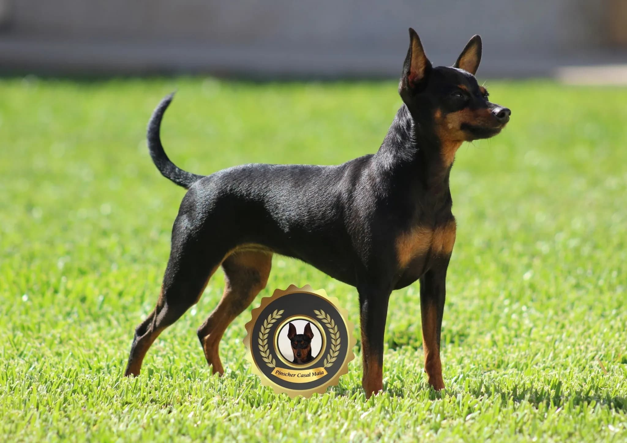 Fotografia de Pinscher Casal Maia