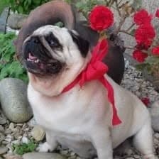 Logótipo de Pugs das Lagoas de Pedra
