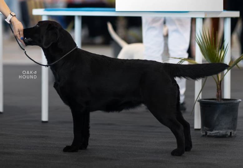 Progenitor África de Baqueriza