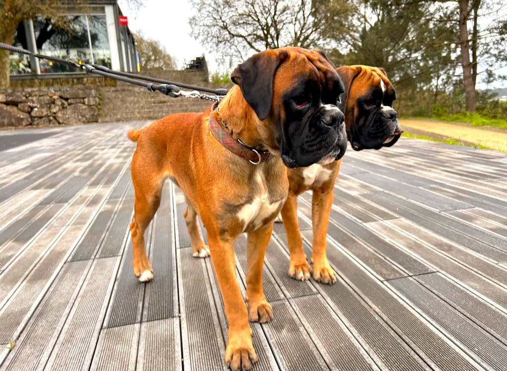 Image for Boxer Kennel von Engel Saint Michael