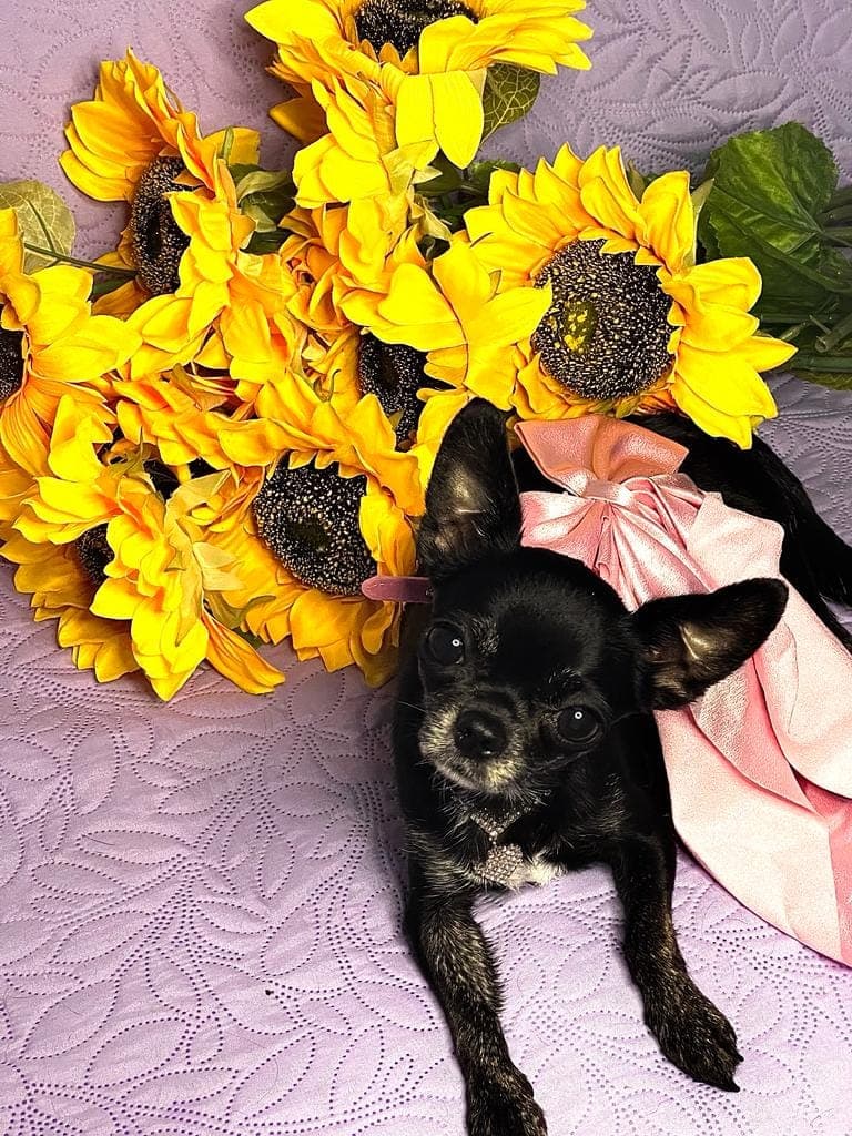 Richie Marques galeria