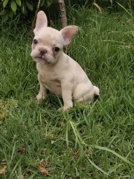 Cachorro Macho, 1